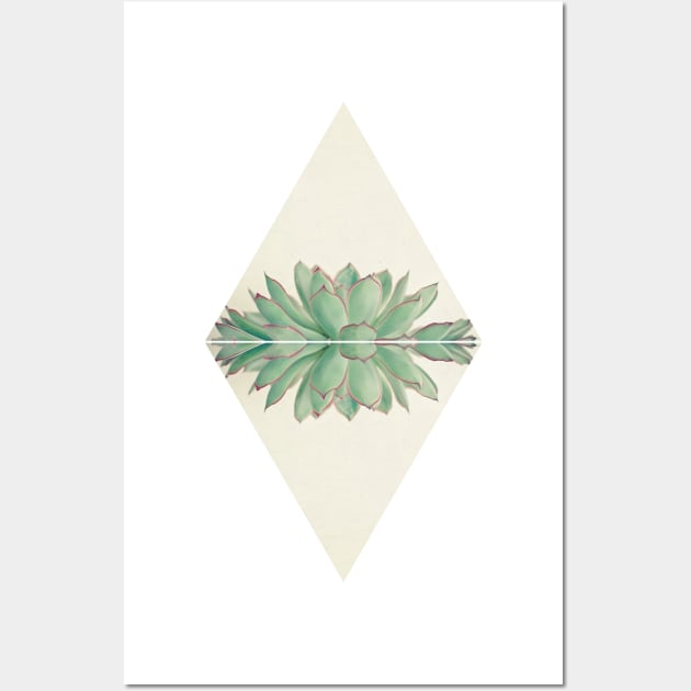 Echeveria II Wall Art by Cassia